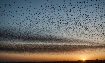 bird migration to israel