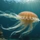 catfish jellyfish origin meaning examples