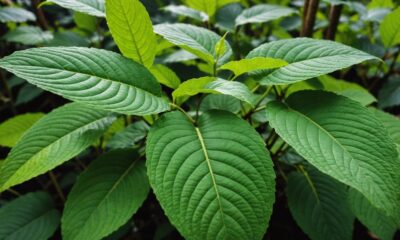 hidden dangers of kratom