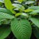 hidden dangers of kratom