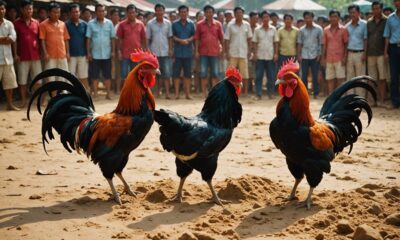 cultural significance of cockfighting