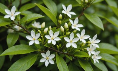 health benefits of jasmine