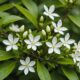 health benefits of jasmine